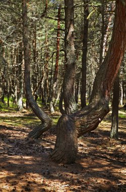 Curonian Spit 'te dans eden orman. Kaliningrad Oblastı. Rusya