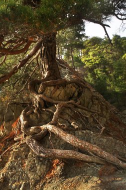 Praskoveevka 'da Gelendzhik yakınlarında manzara. Krasnodar Krai. Rusya