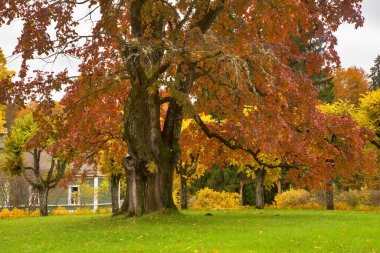Mikhaylovskoye - Alexander Puşkin 'in müze rezervi. Ana evin önünde dev bir karaağaç var. Pskov Oblastı. Rusya