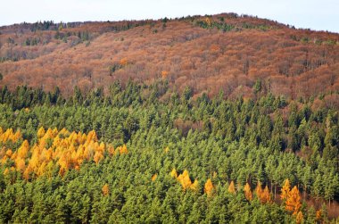 Zlockie köyü yakınlarındaki manzara. Muszyna bölgesi. Polonya