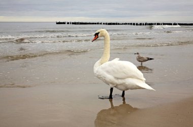 Kolobrzeg kıyısında. Batı Pomeranya Voyvoda 'sı. Polonya