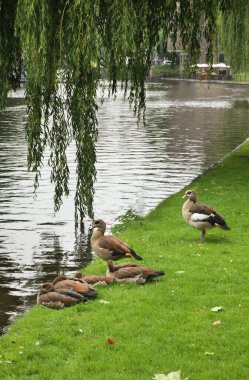 Amsterdam 'daki Weteringsplantsoen parkında ördekler. Hollanda