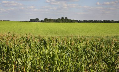 Petkovichi köyü yakınlarındaki manzara. Beyaz Rusya