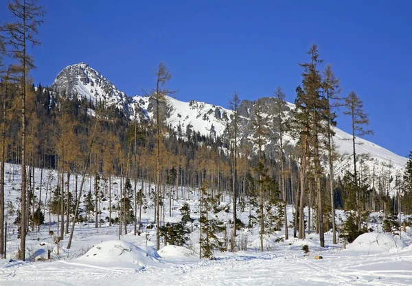 Hohe Tatra Bei Stary Smokovec Slowakei — Stockfoto