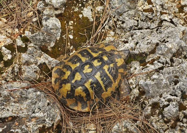 Schildpad Bij Filiates Griekenland — Stockfoto