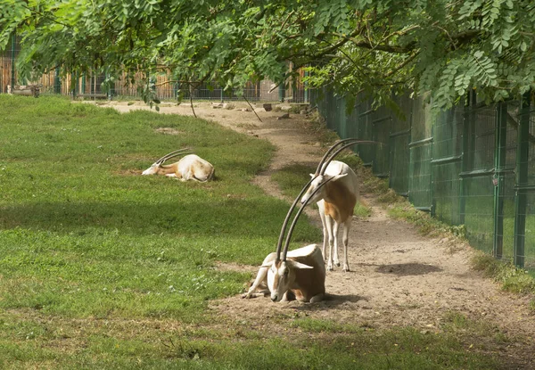 Zoo Gdańsk Oliwa Gdańsku Polska — Zdjęcie stockowe