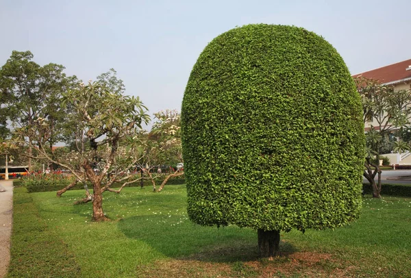 Royal Gardens Siem Reap Siemreap Cambodia — Stock Photo, Image