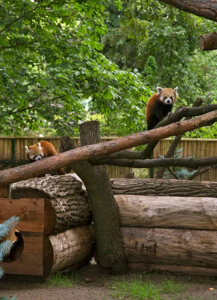 Jardín Zoobotánico Torun Polonia — Foto de Stock