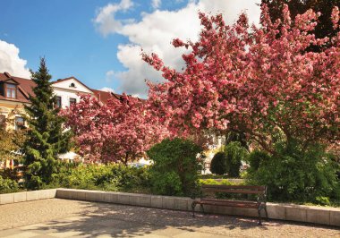 Biala Podlaska 'daki Özgürlük Meydanı. Polonya