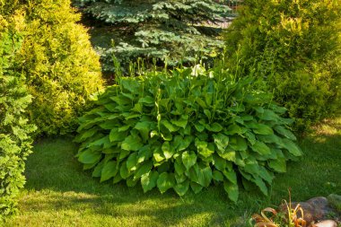 Biala Podlaska 'daki bahçe. Polonya