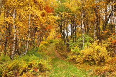 Port-Baykal yerleşim alanı yakınlarındaki manzara. Irkutsk oblast. Rusça