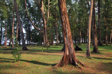 Phuket Eyaleti 'ndeki Sirinath Ulusal Parkı. Tayland