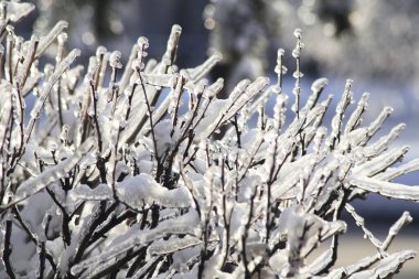 Soğuk yağmurdan sonra Moskova 'daki Tsaritsyno parkı. Rusya