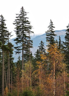 Karkonosze dağları Karpacz yakınlarında. Polonya
