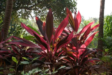 Goa eyaletinde çiçekler. Hindistan