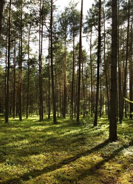 Gorecko Koscielne yakınlarındaki manzara. Polonya