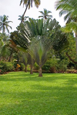 Kuzey Goa 'daki bahçe. Goa eyaleti. Hindistan