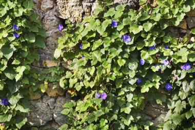 Palaiokastritsa 'da çiçekler. Yunanistan