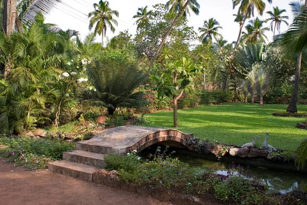 Garden North Goa Goa State India — Stock Photo, Image