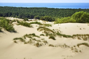 Curonian Spit 'teki kum tepeleri. Kaliningrad Oblastı. Rusya