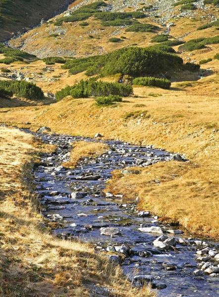 Sungai Roztoka Lembah Lima Danau Dekat Zakopane Polandia — Stok Foto