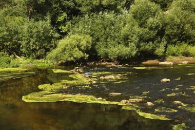 Dubrovitsy 'deki Desna nehir kıyısında. Rusya