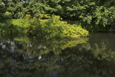 Golub-Dobrzyn 'deki Drweca Nehri. Polonya