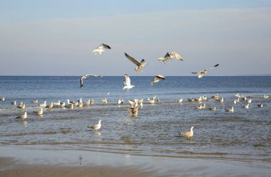 Ustka 'da Baltık Denizi. Polonya