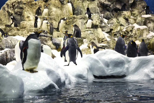 Pinguini Loro Park Puerto Cruz Tenerife Spagna — Foto Stock