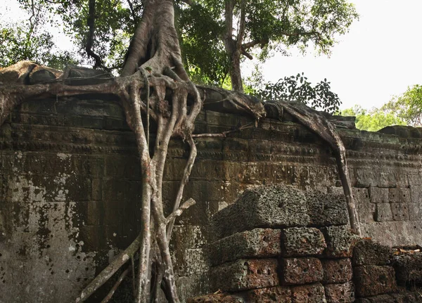 Prohms Tempel Vid Angkor Siem Reap Provinsen Kambodja — Stockfoto