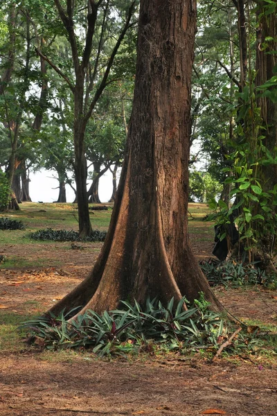 Sirinath Nationalpark Phuket Provinsen Thailand — Stockfoto