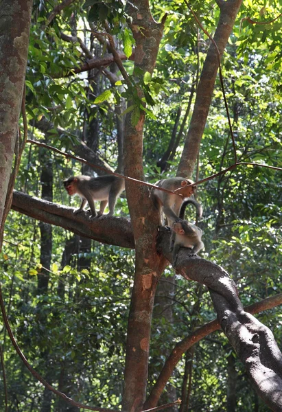 Małpa w Goa. Indie — Zdjęcie stockowe