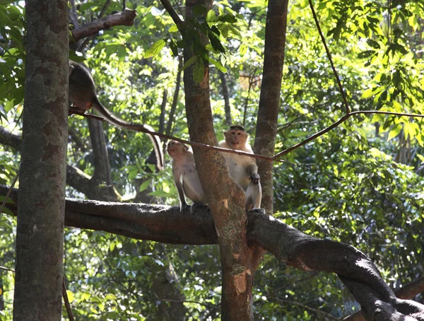 Mono en Goa. India —  Fotos de Stock