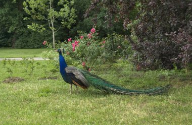 Lazienki Parkı 'ndaki Tavuskuşu. Varşova. Polonya