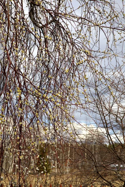 Boom in de Mora. Lente. Zweden — Stockfoto