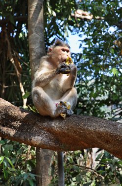 Goa 'daki maymun. Hindistan