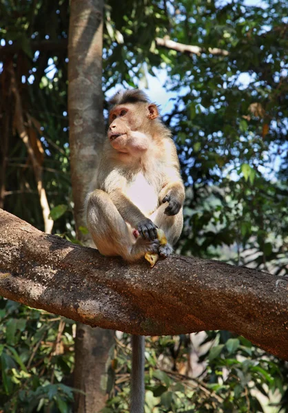 Mono en Goa. India — Foto de Stock