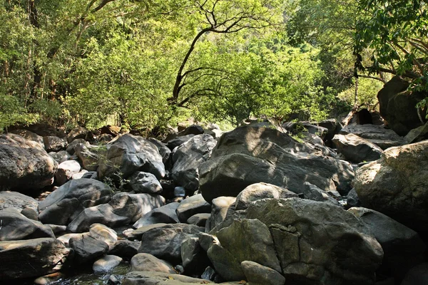 Hutan di Karnataka. India — Stok Foto