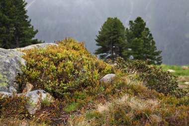Mayrhofen yakınlarında Alpler. Tirol. Avusturya