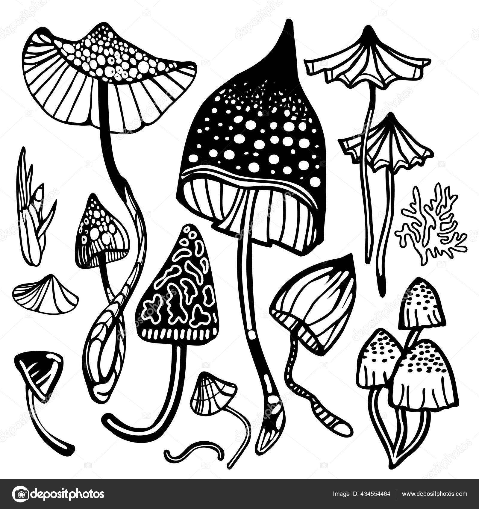 set of magic psychedelic mushrooms coloring page hallucinogenic fantazy mushrooms black and white isolated vector illustration stock vector image by c audramm 434554464
