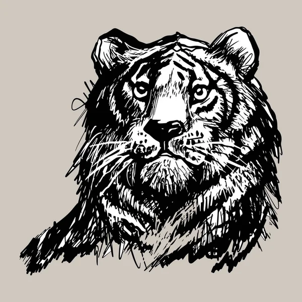 Тигр Львиное Лицо Портрет Ручной Рисунок Черной Линии Экзотический Хищный — стоковый вектор