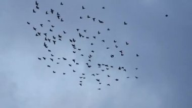 uçan güvercin sürüleri