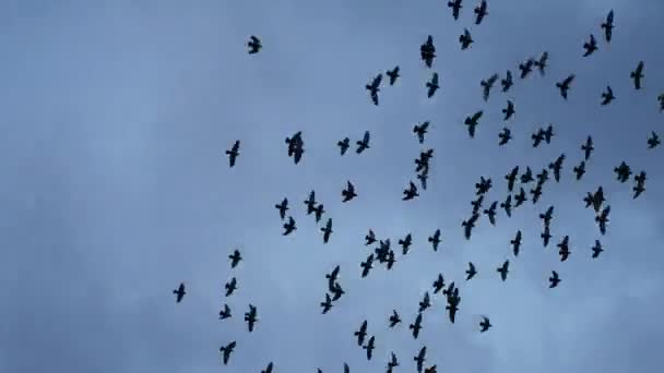 老塔与贝尔和很多会飞的鸟 — 图库视频影像