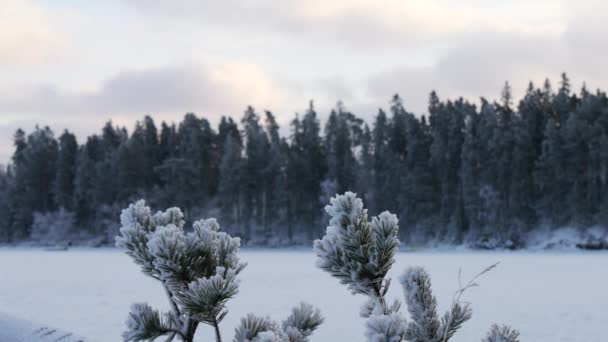 云杉树的冬季霜冻特写。浅浅的田野深度. — 图库视频影像
