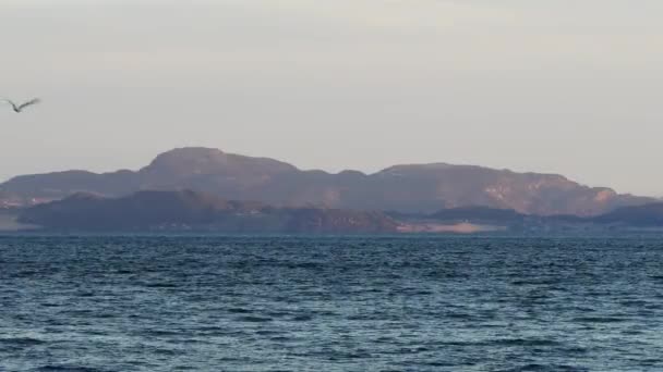 Vliegende meeuw over landschappen, de fjord en de bergen van Noorwegen — Stockvideo