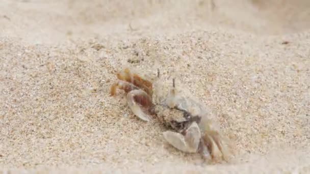 Crabe fer à cheval s'enfouissant dans le sable — Video
