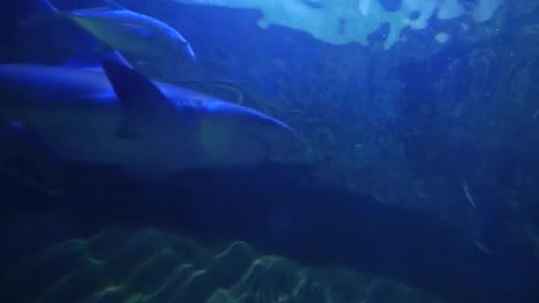 Requin tigre en contre-jour, passant au-dessus de la caméra — Video