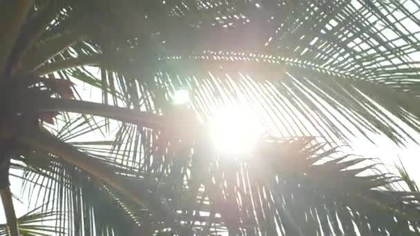 Solen lyser igenom tropisk palm lämnar — Stockvideo