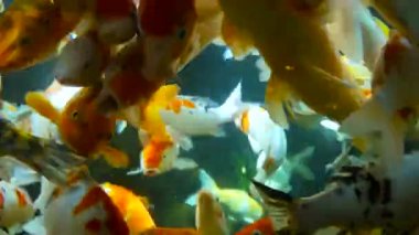 Aç, aç gözlü, telaşlı balıklar