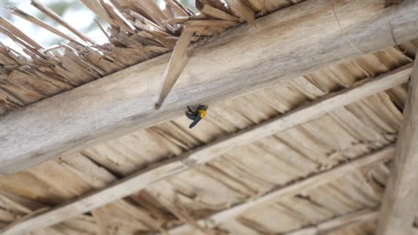 Dach drewniany i hornet — Wideo stockowe